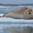 floppertontown Discord server icon