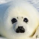 ShiraSeal store