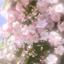 The leaf tavern 🌸🌿 Discord server icon