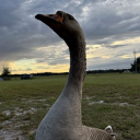 ✦ 𝐒𝐢𝐥𝐥𝐲𝐆𝐨𝐨𝐬𝐞 ✦,  • 𝙝𝙪𝙗 .ᐟ • 𝙖𝙘𝙩𝙞𝙫𝙚 .ᐟ • 𝙘𝙤𝙢𝙢𝙪𝙣𝙞𝙩𝙮 .ᐟ • 𝙬𝙞𝙡𝙙𝙘𝙧𝙖𝙛𝙩 .ᐟ •