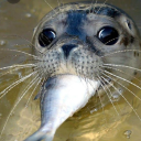 drowning fishes °‧ 𓆝 𓆟 𓆞 ·｡ Discord server icon