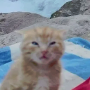 𝙎𝙘𝙝𝙞𝙯𝙤'𝙨 𝙃𝙖𝙡𝙡𝙪𝙘𝙞𝙣𝙖𝙩𝙞𝙤𝙣𝙨 Discord server icon