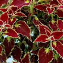 Faetera Discord server icon