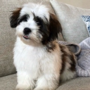 Sugardaddy Discord server icon