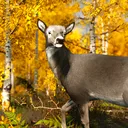 Woodland Preserve Realism