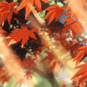 ˚₊· 𝑴𝒂𝒑𝒍𝒆 𝑺𝒉𝒐𝒑 🍁