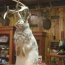 jackalope server.