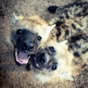 ┊✧ Hyena's Den ┈ ❀🦴 Discord server icon