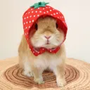 ⋆.˚ strawbunnies Ი𐑼