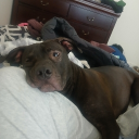 Pet And Animal Land Discord server icon