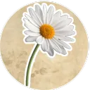 "Dear Daisy"//AUDITIONS