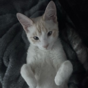 zubert 4 all Discord server icon