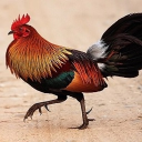 GIÁO PHÁI GÀ RỪNG