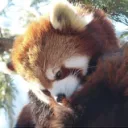 ᯓ Red Panda Extravaganza