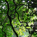 the grapevine Discord server icon