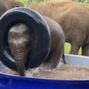 Mr. Elephant Discord server icon