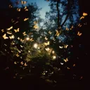 Hollow of the Night