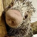 Prehensile-tailed porcupine fans