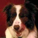 MUTTS PSYS SEARCH