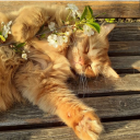 ﹒𝓬ozyville  ྀི Discord server icon