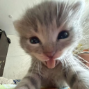 kitty emotes | .gg/puss Discord server icon