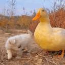 Duck Pride #Lgbt #Hazbin Hotel #Anime&Manga #Yetkili Alım