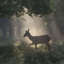 Karios Academy : Haikyuu Fantasy Discord server icon