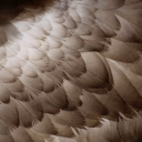 Toodlz's Flock  .✦ 🪽𓂃⋆.˚ Discord server icon