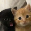 kryptic kittens