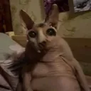 guys am i mutted