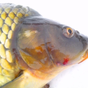 Breamy bream fishing spot Server Icon