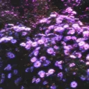 ♥ The Hollow Grove ♥