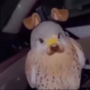 UNCS Discord server icon