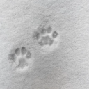 𓂃 . 𝜗℘ 𝓓ollescent ៹ Discord server icon