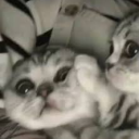 Astrylios SMP Discord server icon