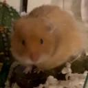 Record This For Free Discord server icon