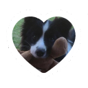 🐾𝕡𝕒𝕨𝕤 𝕒𝕟𝕕 𝕔𝕝𝕒𝕨𝕤🐾 ● furries ● lgbtq ● chat Discord server icon