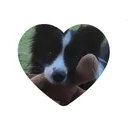 🐾𝕡𝕒𝕨𝕤 𝕒𝕟𝕕 𝕔𝕝𝕒𝕨𝕤🐾 ● furries ● lgbtq ● chat