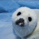 Seal Hub🩵🦭 Discord server icon