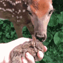 𑣲┆bunny deer ˚.⋆ֹ