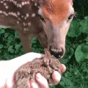 𑣲┆bunny deer ˚.⋆ֹ