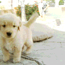 dunce mansion Discord server icon