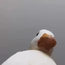 jacobeylivee twitch