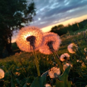 ༼𝓗𝓪𝓵𝓬𝔂𝓸𝓷༽