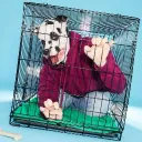 Catflu