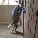East Coast Furries
