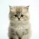 freaky corner Discord server icon