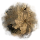 like flowers we grow Discord server icon