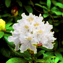 🤍 ρDodendron Gate 💚 Discord server icon