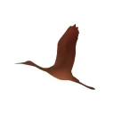 Cranes